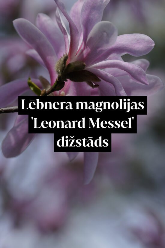 Lēbnera magnolijas 'Leonard Messel' dižstāds - daudzstumbra forma, 2 dažādi izmēri